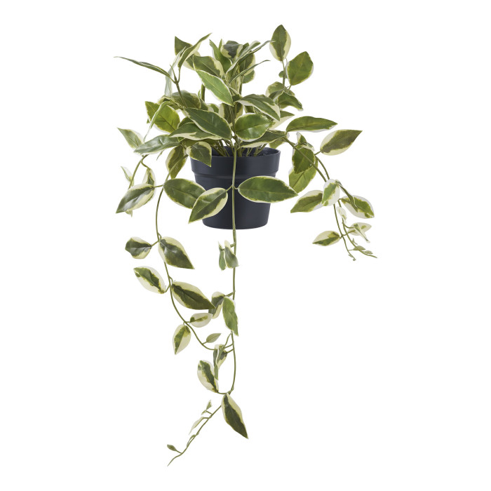 Carnosa HOYA 9501006
