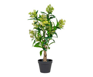 Medis SKIMMIA 9501120