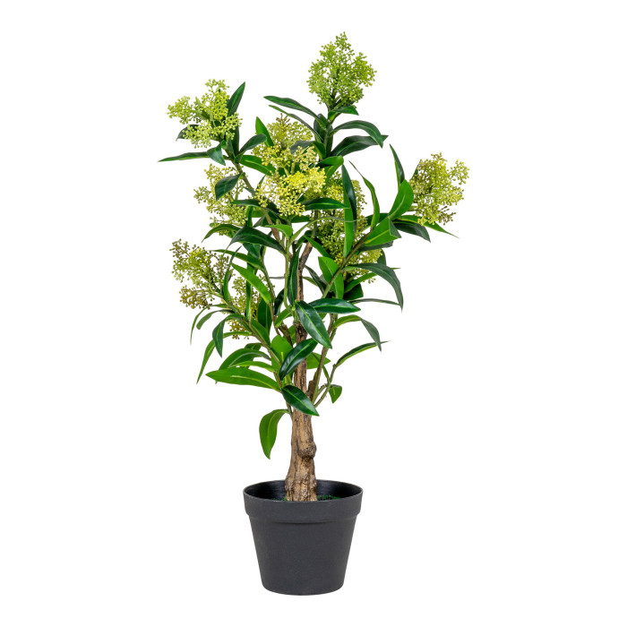 Medis SKIMMIA 9501120