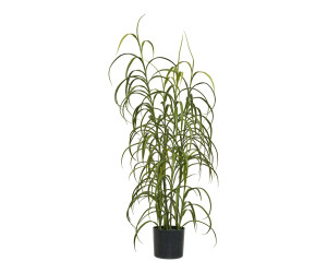 Augalas GRASS 9510003