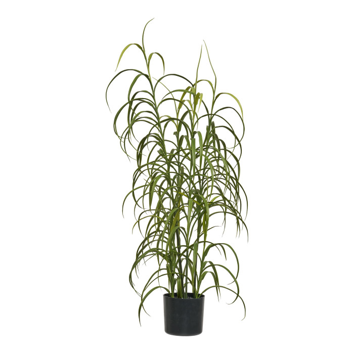 Augalas GRASS 9510003
