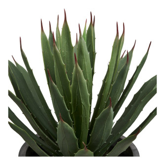 Dekoratyvinis augalas AGAVE — spalva: pilka / žalia