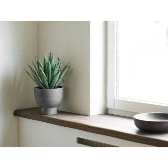 Dekoratyvinis augalas AGAVE — spalva: pilka / žalia