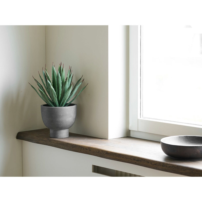 Dekoratyvinis augalas AGAVE — spalva: pilka / žalia