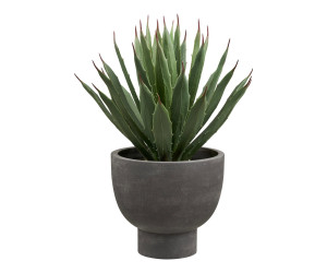 Dekoratyvinis augalas AGAVE — spalva: pilka / žalia