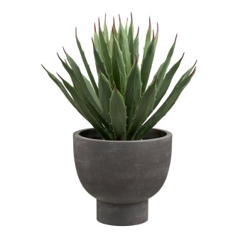 Dekoratyvinis augalas AGAVE — spalva: pilka / žalia